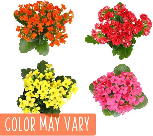 Miniatura 7 de Plants for Pets - Plantas de Kalanchoe suculentas vivas en maceta blanca, plantas suculentas vivas, plantas suculentas vivas para interiores