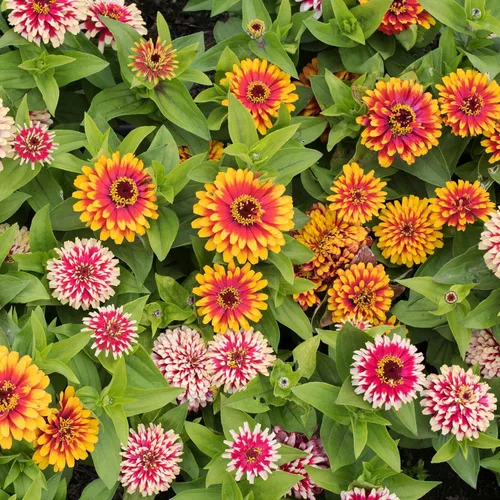 Miniatura 112 de Eden Brothers - Semillas de zinnia, cactus con flores, sin OMG, plantar en primavera, paquete, flores de bajo mantenimiento, zonas 3, 4, 5, 6, 7, 8