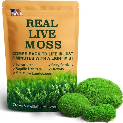 Musgo vivo – Musgo leucobryum (2 hojas, cada una aprox. 3.5 x 7 pulgadas) para terrarios, bonsái, plantas en maceta y arte de musgo natural –