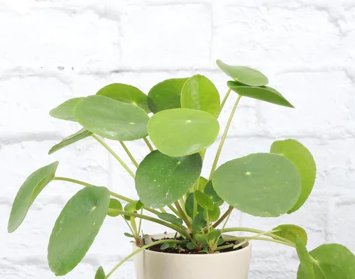 Miniatura 3 de Planta de dinero chino de invernadero Thorsen's, planta de interior vivo, planta suculenta interior, pilea peperomioides, 8 pulgadas, maceta