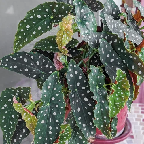 Miniatura 3 de Combo de 4 begonias plantas de interior vivas para interiores, planta viva de begonia maculata de ala de ángel, begonias de lunares para exteriores