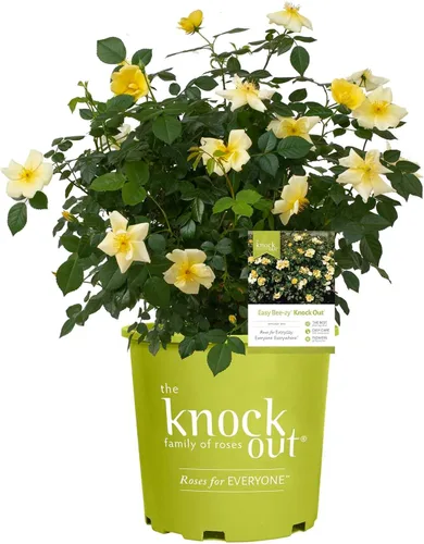 Miniatura 12 de Green Promise Farms Rosa Knock Out (Reblooming) Rose, contenedor tamaño 2, flores de coral