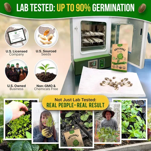 Miniatura 2 de Paquete de semillas de alcachofa Green Globe 2G - Más de 35 semillas autóctonas sin OMG para plantar verduras en paquetes de semillas individuales