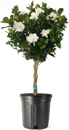 Miniatura 8 de American Plant Exchange Gardenia Radicans – Arbusto vivo en maceta de 10 pulgadas, flores blancas fragantes, planta perenne de fácil cuidado