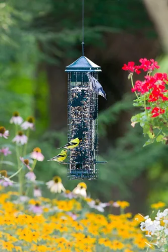 Miniatura 5 de Brome 2004 Squirrel Solution200 (5.5 x 5.5 x 30 pulgadas) Comedero para pájaros antiardillas con 6 puertos de alimentación, 2 qt/3.4 lb de capacidad