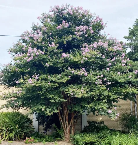 Miniatura 9 de Crape Myrtle Muskogee 10 plantas vivas Lagerstroemia Indica Hermoso árbol floreciente de lavanda de bajo mantenimiento