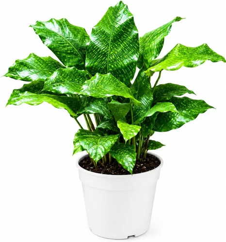 Miniatura 23 de Agloanema Garnet House Plant, Chinese Evergreen Live Plant for Indoor Spaces, Colorful Aglaonema Live Plant, Feng Shui Plants Live Houseplants for