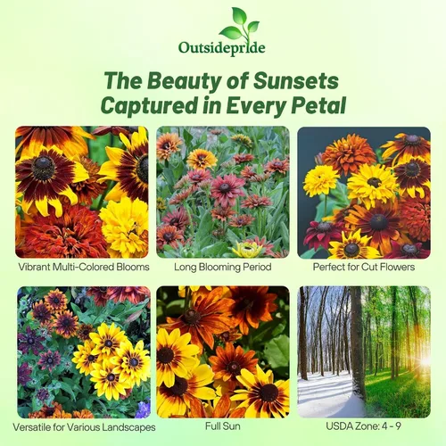 Miniatura 2 de Outsidepride All Sorts Mix Rudbeckia Seeds - 100 unidades. Semillas de flores anuales, fáciles de cultivar y auto-siembradas para plantar flores