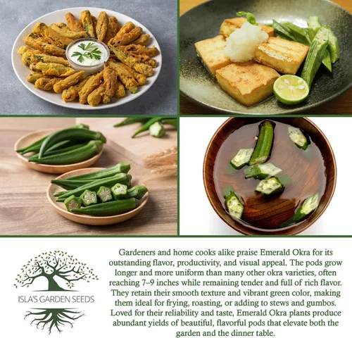 Miniatura 6 de Semillas de okra esmeralda para plantar (Abelmoschus esculentus) – Más de 150 semillas sin OMG y reliquias de Isla's Garden Seeds, cápsulas verdes
