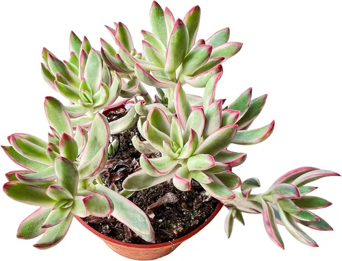 Miniatura 14 de Sprout N Green Cotyledon Orbiculata cv., Rara planta suculenta viva enraizada en maceta de 4 pulgadas, decoración de boda en interiores