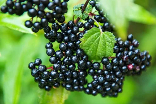 4 esquejes frescos de saúco con rodamientos negros para cultivar – Cultiva 4 plantas de árbol de saúco – Valoradas por su fruta saludable