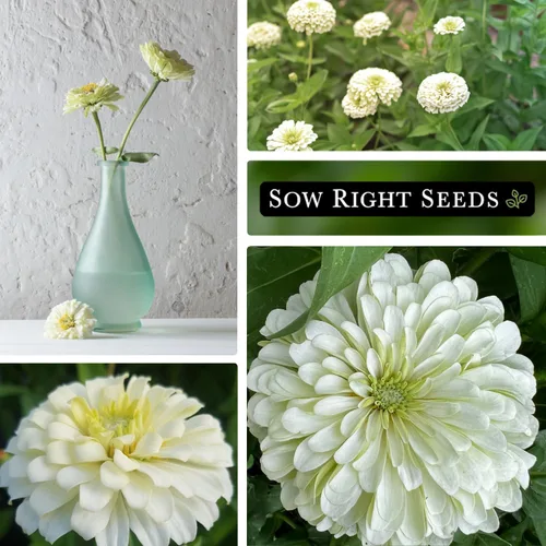 Miniatura 4 de Sow Right Seeds - Semillas de flores de oso polar Zinnia para plantar - Hermosas flores para plantar en el jardín de tu casa - Paquete de reliquia
