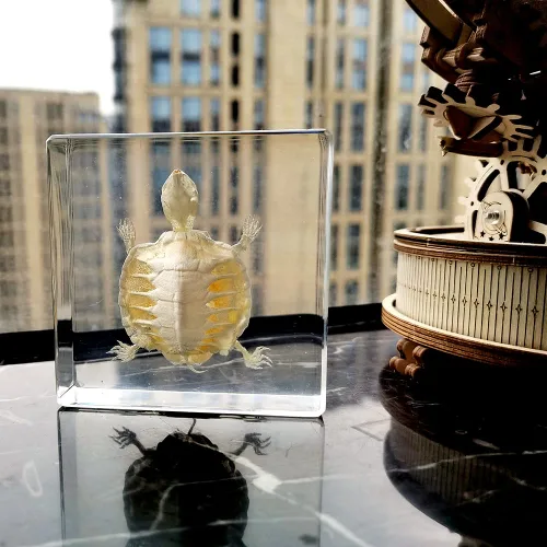 Miniatura 3 de Especímenes de esqueleto de tortuga real en manualidades de pisapapeles de resina, colección de taxidermia de animales para educación científica