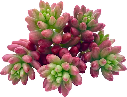 Miniatura 6 de Tallos de Suculentas Vivas (3 Sedum Morganianum Colas de Burro), Plantas Suculentas Vivas, Planta Suculenta SIN Raíces, Plantas de Casa Vivas