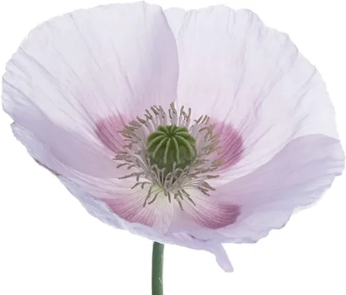 500 semillas de amapola gigante (Papaver Somniferum Giganteum) reliquia - Polinizado abierto