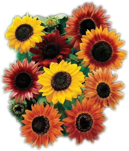Miniatura 6 de Park Seed Semillas de girasol de oso de peluche gigante, flores dobles esponjosas de 8 pulgadas, variedad de primavera fácil de cultivar, ideal