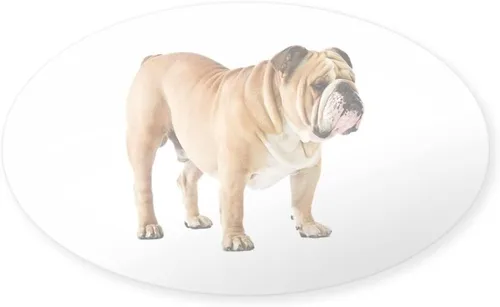 Miniatura 2 de CafePress Etiqueta engomada ovalada del parachoques del bulldog inglés, calcomanía del coche oval euro Blanco