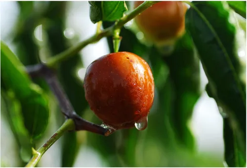Zizyphus - Semillas de azufaifo indio de Jujuba, 10 semillas difíciles de encontrar, árbol pequeño, hojas verdes brillantes, ama los veranos