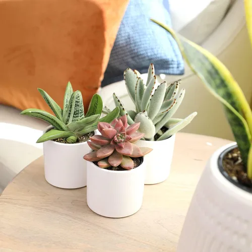 Miniatura 6 de Plants for Pets Suculentas (paquete de 3), plantas suculentas vivas en macetas blancas, mini plantas suculentas, regalos únicos de jardinería