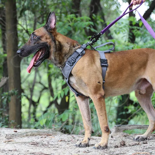 Miniatura 2 de ICEFANG Arnés de correa para perro con 4 hebillas de metal, para perro de tamaño grande, chaleco K9, pecho en forma de Y, arnés ajustable para Gris