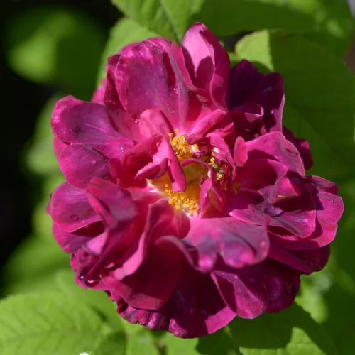 Miniatura 10 de Plantas vivas de rosas trepadoras, rosales listos para plantar, sin maceta, podados, bien enraizados, de 6 a 8 meses de edad (Fourth of July)
