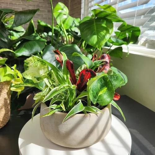 Miniatura 14 de Plantas de interior fáciles de cultivar (paquete de 12) plantas de interior vivas en contenedores de plantas, juego de plantas de elección