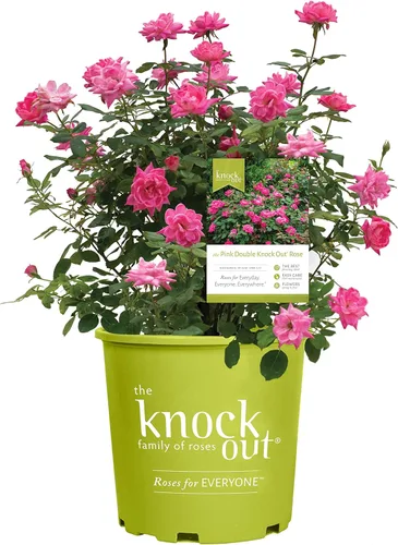 Miniatura 6 de Green Promise Farms Rosa Knock Out (Reblooming) Rose, contenedor tamaño 2, flores de coral