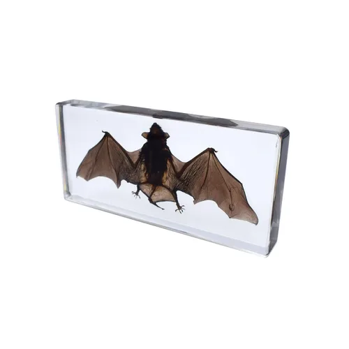 Miniatura 3 de Espécimen de murciélago real de taxidermia grande, espécimen de animales en resina para ciencias, aula, educación científica, grande