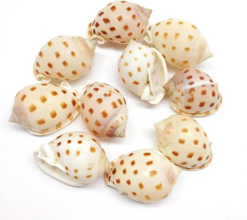 Miniatura 6 de PEPPERLONELY 12 conchas marinas de caracol marrón surcado, decoración de playa y manualidades, 1-1/2 pulgadas ~ 2 pulgadas