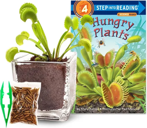 Miniatura 10 de Planta Viva Venus Atrapamoscas con Maceta de Cubo de Cristal Elegante de 2.5" - Planta Carnívora Come Insectos - Suelo para Plantas Carnívoras