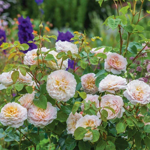 Miniatura 4 de Rosas arbustivas inglesas de reliquia, planta de raíz propia viva para jardín al aire libre, Emily Brontë, excepcionalmente fragantes, zonas