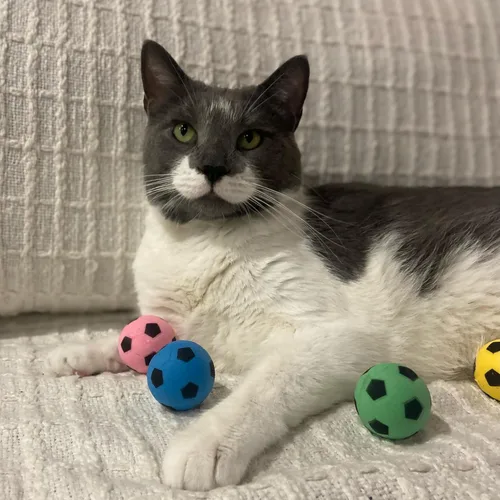 Miniatura 9 de SPOT Pelota de fútbol de esponja para gatos y gatitos, juguete de peluche interactivo y colorido, divertido de batear y perseguir, mantiene a