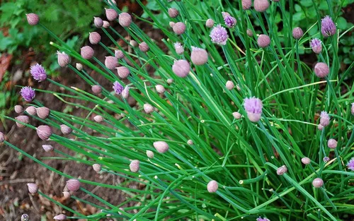 Miniatura 5 de Cebollino Allium Schoenoprasum Semillas de jardín de hierbas de ajo silvestre para plantar alrededor de 100 semillas