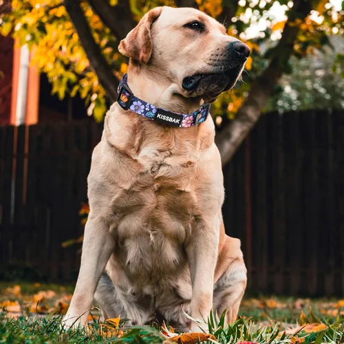 Miniatura 2 de Collar de perro para perros pequeños y medianos, diseño especial, lindo collar para mascotas, suave, ajustable, elegante, floral, hembra, cachorro