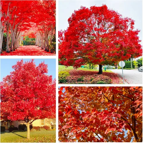 Más de 30 semillas de arce rojo para plantar al aire libre - Semillas de árbol de arce tradicional