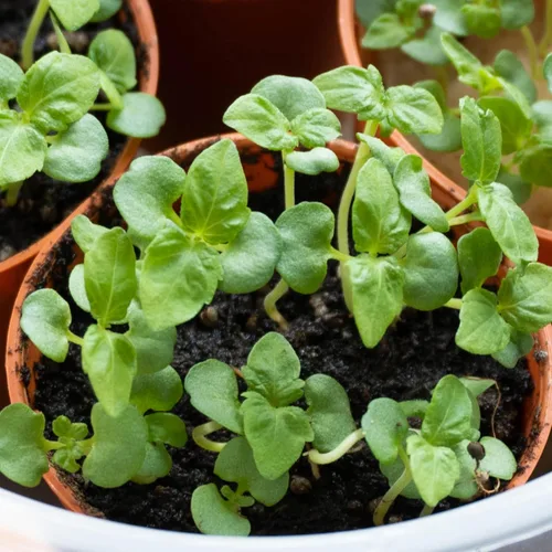 Miniatura 7 de Seed Needs Green Shiso Seeds to Plant Heirloom Perilla No GMO 5 paquetes