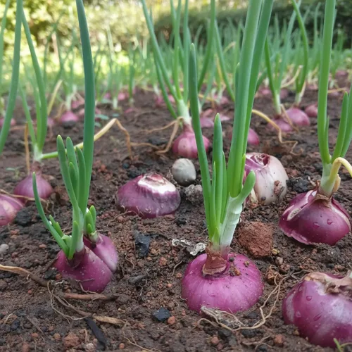 Miniatura 3 de Semillas de cebolla roja - 500 semillas para plantar - Variedad de verduras de jardín de bulbo redondo