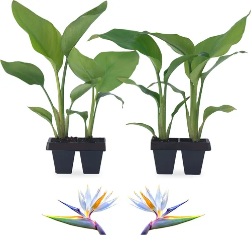 Miniatura 9 de Bird of Paradise Plants Live (paquete de 4), plantas Strelitzia con flores perennes de naranja (2) y blancas (2), plantas de interior/exterior