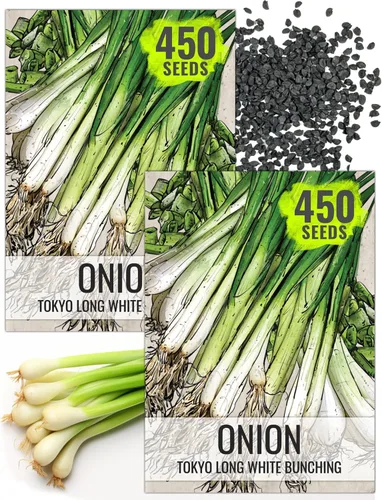 Miniatura 11 de Seed Needs Semillas de cebolla para plantar cebollas de día corto rojo burdeos, semillas de verduras sin tratar y sin OMG para plantar un jardín