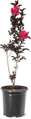 Miniatura 15 de American Plant Exchange Black Diamond Shell Pink Crape Myrtle Tree Live, maceta de 1 galón, 1-1.5 pies de alto, flores rosas vibrantes, tolerantes a