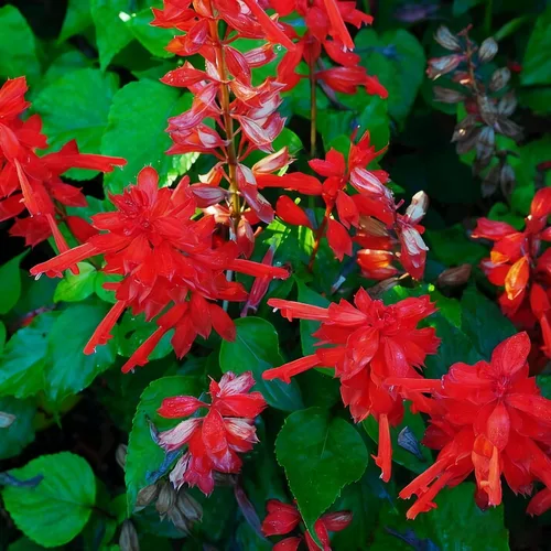 Miniatura 3 de 50 semillas de flores de salvia escarlata para plantar, semillas de Salvia raras perennes, semillas de agastache de arenisca Arizona sin OMG