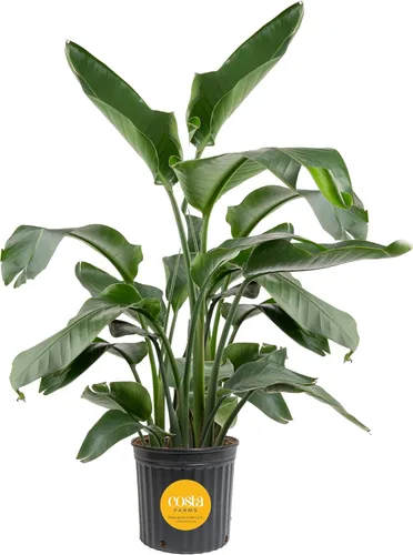 Miniatura 12 de Costa Farms White Bird of Paradise - Planta viva en maceta decorativa, planta de interior grande, perfecta para decoración del hogar, habitación u