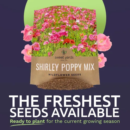 Miniatura 2 de Shirley - Semillas de amapola - Colores mezclados - Paquete extra grande - Más de 200,000 semillas de flores silvestres polinizadas abiertas sin OMG