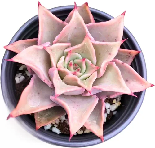 Miniatura 7 de Echeveria Agavoides Ebony - Suculenta viva - 2.5 pulgadas - Tolerante a la sequía, bajo mantenimiento, ideal para interiores y exteriores, Echeveria