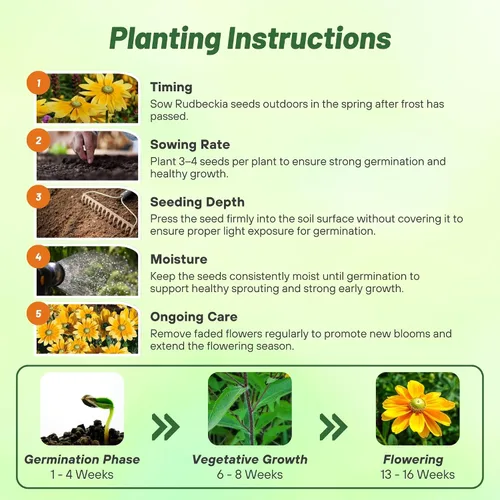 Miniatura 4 de Outsidepride Green Eyes Rudbeckia Seeds - 5000 unidades. Semillas de flores anuales, fáciles de cultivar y auto-siembradas para plantar flores