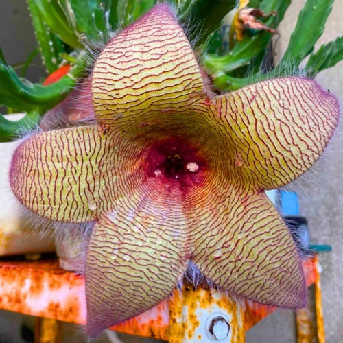 Miniatura 2 de Juego de 2 plantas raras de cactus de estrella de mar vivas en maceta de 2 pulgadas, cactus pequeños suculentos bien arraigados de 4 a 8 pulgadas