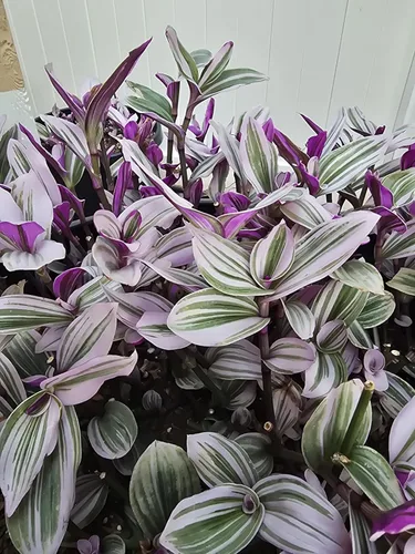 Miniatura 9 de Judío errante Juego de 2 Pink Tradescantia Nanouk Plantas vivas enraizadas en macetas de 4 pulgadas