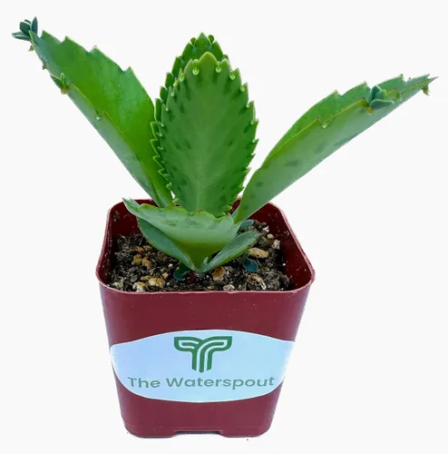 Miniatura 2 de Mother of Miles Mexican Hat Kalanchoe Diagremontiana - Planta suculenta viva en maceta de 2 pulgadas con tierra totalmente enraizada. Fácil