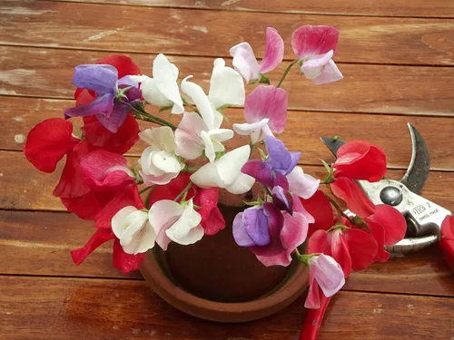 Miniatura 4 de Semillas Flores Sweet Pea Anual - 10 Semillas