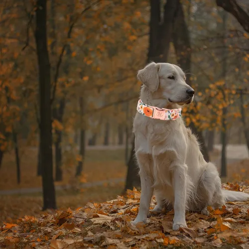 Miniatura 4 de Elegant Little Tail - Collar para perro de otoño, collar floral naranja duradero para perros medianos, ajustable para mascotas macho o hembra
